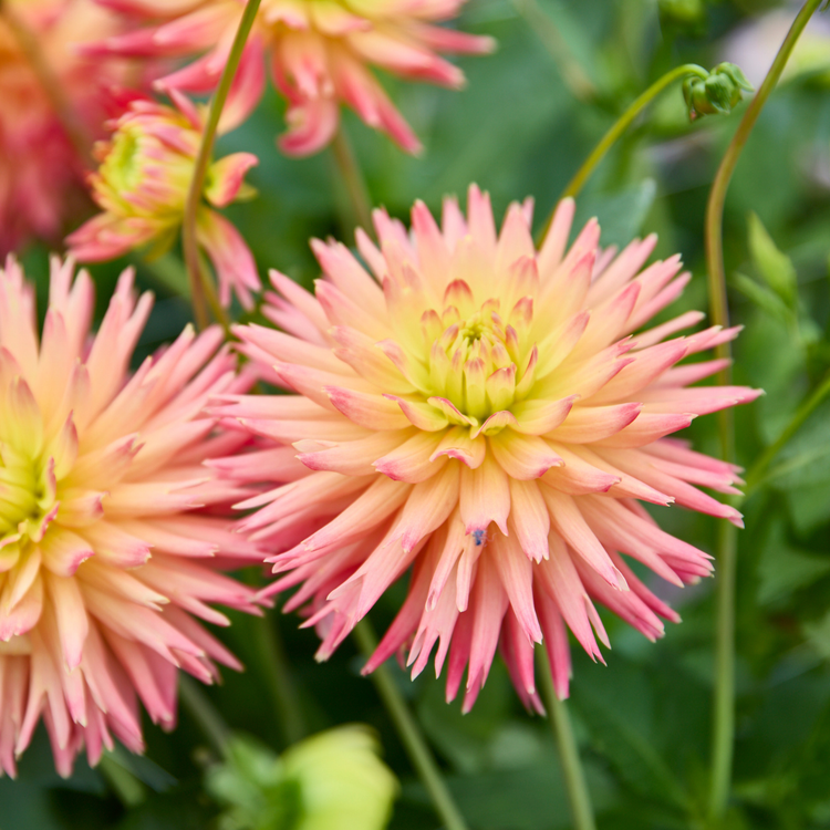 Dahlia Semi-Cactus Felida Solar Flare