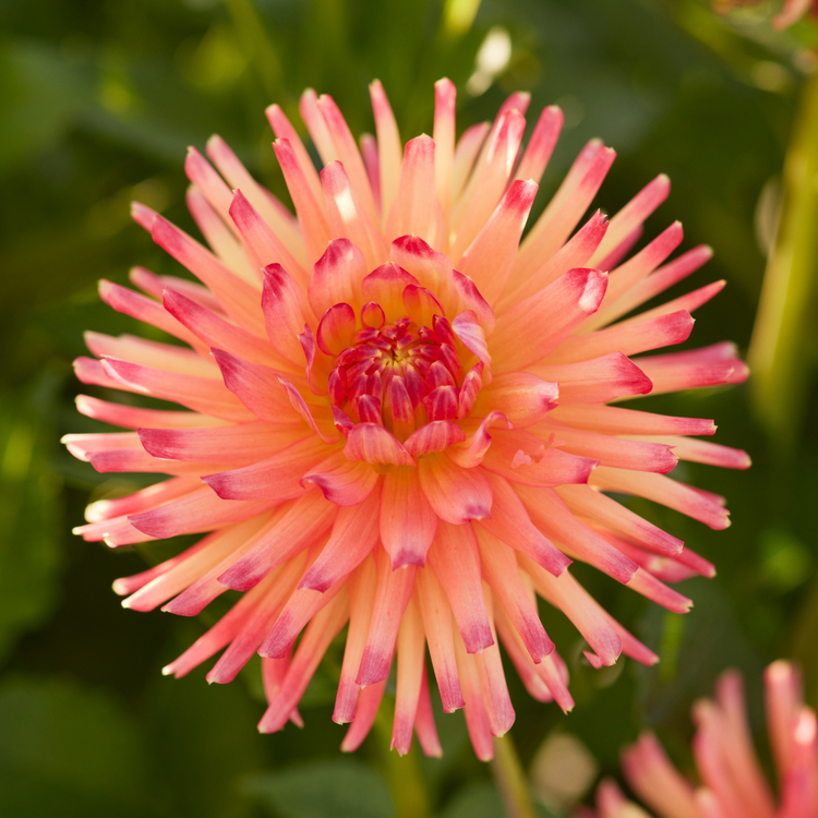 Dahlia Semi-Cactus Felida Solar Flare