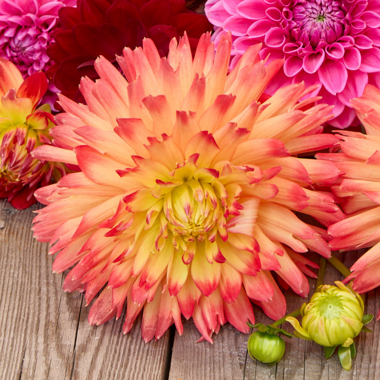 Dahlia Semi-Cactus Felida Solar Flare