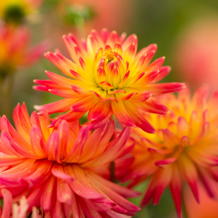 Dahlia Semi-Cactus Felida Solar Flare