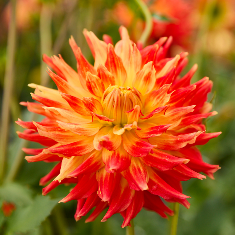 Dahlia Dinnerplate Fired Up