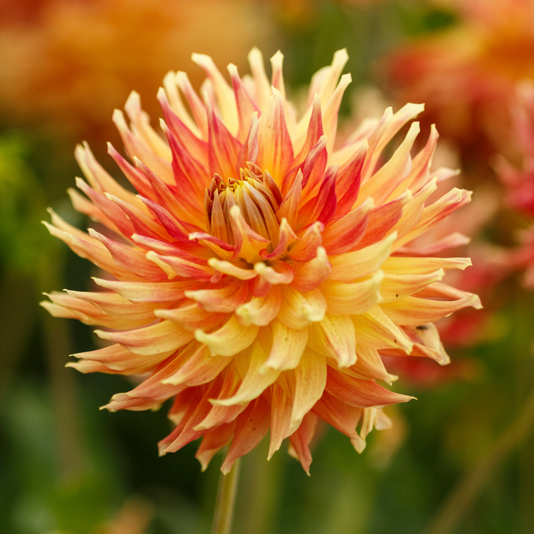 Dahlia Dinnerplate Fired Up