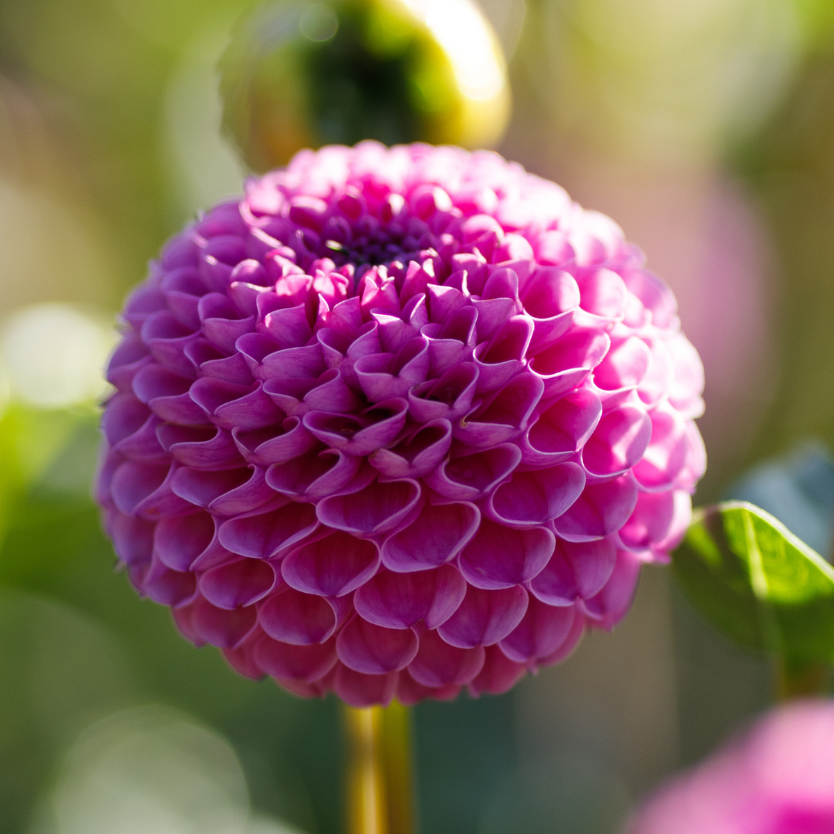 Dahlia PomPon Franz Kafka & Rocco - 6 count - Longfield Gardens