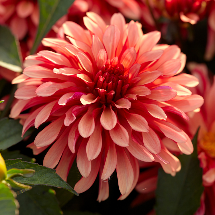 Dahlia Border Decorative Gallery Art Deco