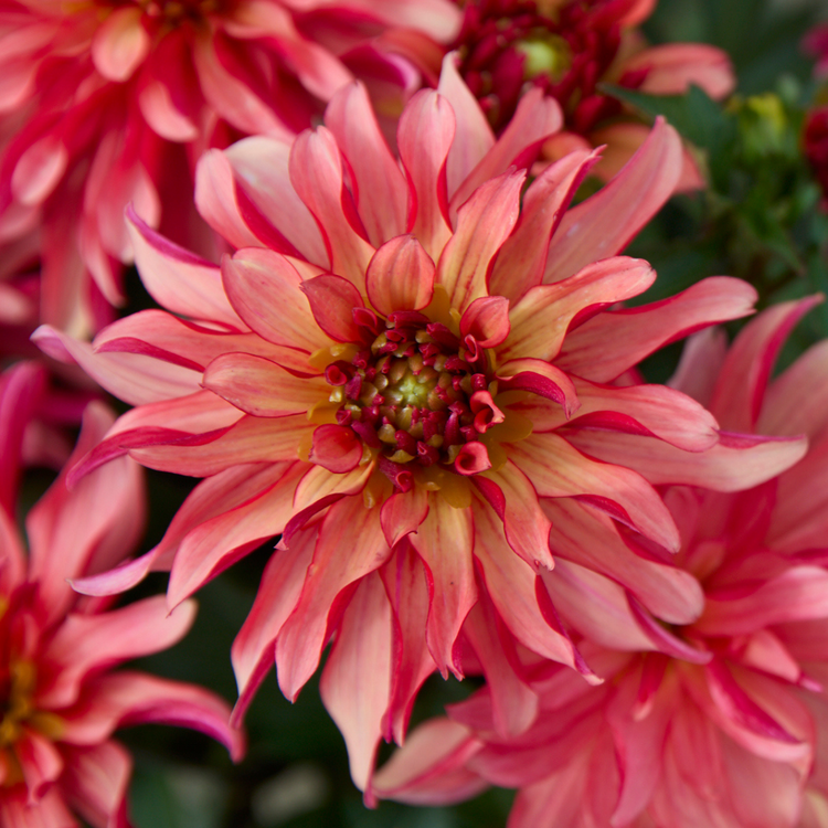 Dahlia Border Decorative Gallery Art Deco