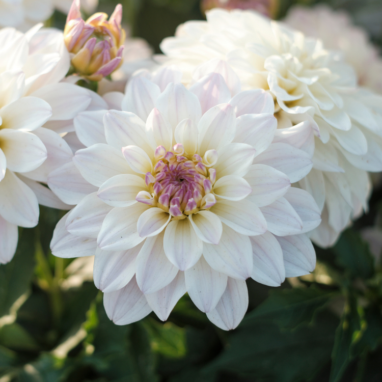 Dahlia Border Decorative Gallery Monet