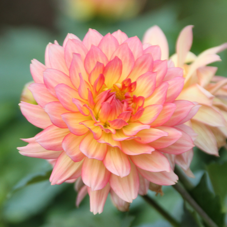 Dahlia Border Decorative Gallery Pablo