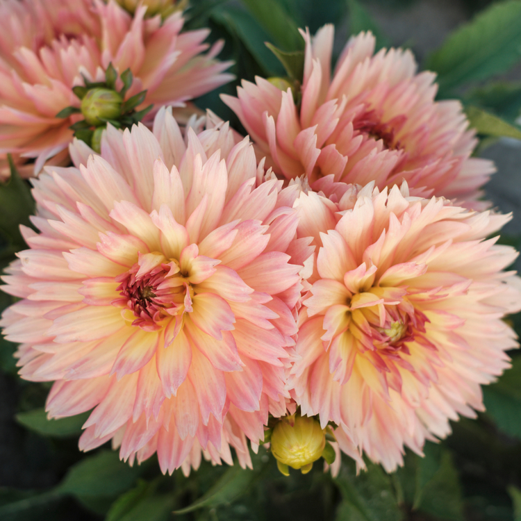 Dahlia Border Decorative Gallery Pablo - Bulk Offer