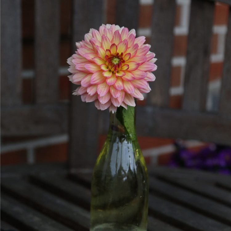 Dahlia Border Decorative Gallery Pablo - Bulk Offer