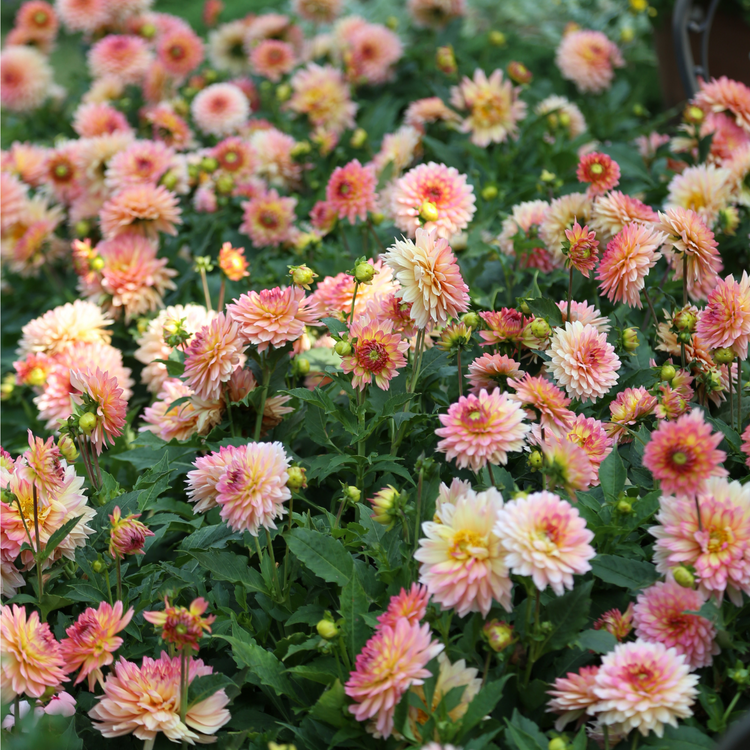 Dahlia Border Decorative Gallery Pablo