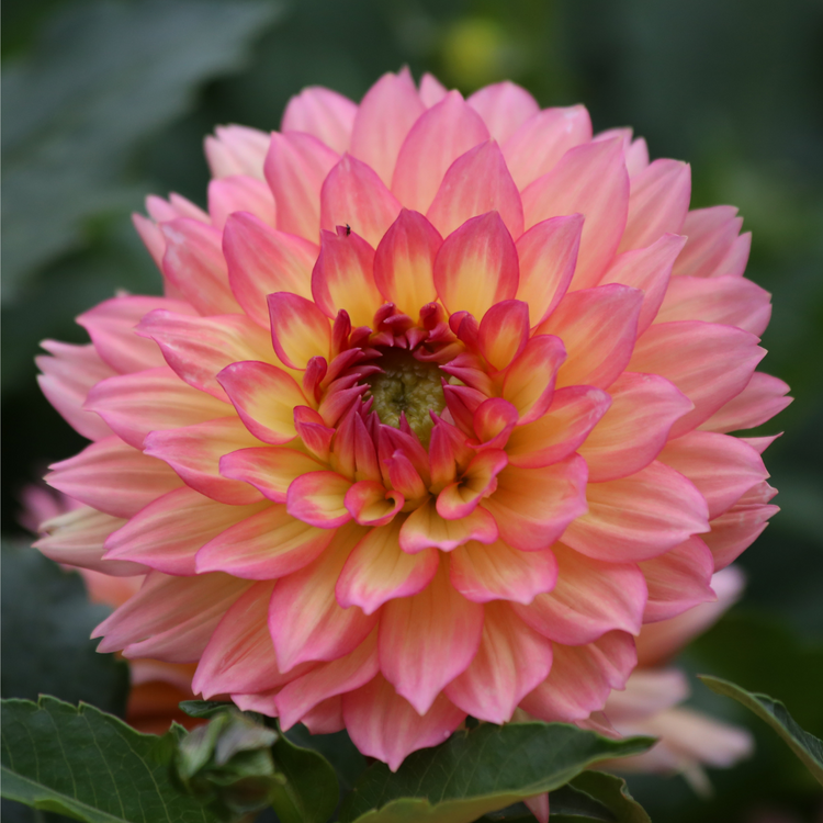 Dahlia Border Decorative Gallery Pablo