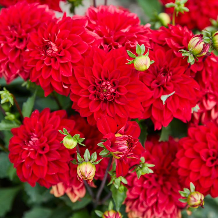 Dahlia Border Decorative Gallery Singer