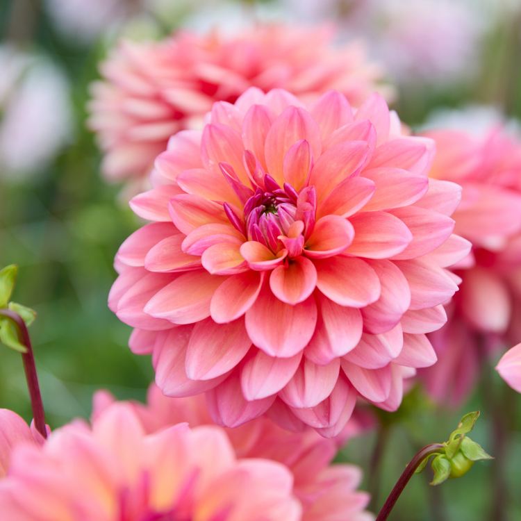 Dahlia Decorative Great Silence