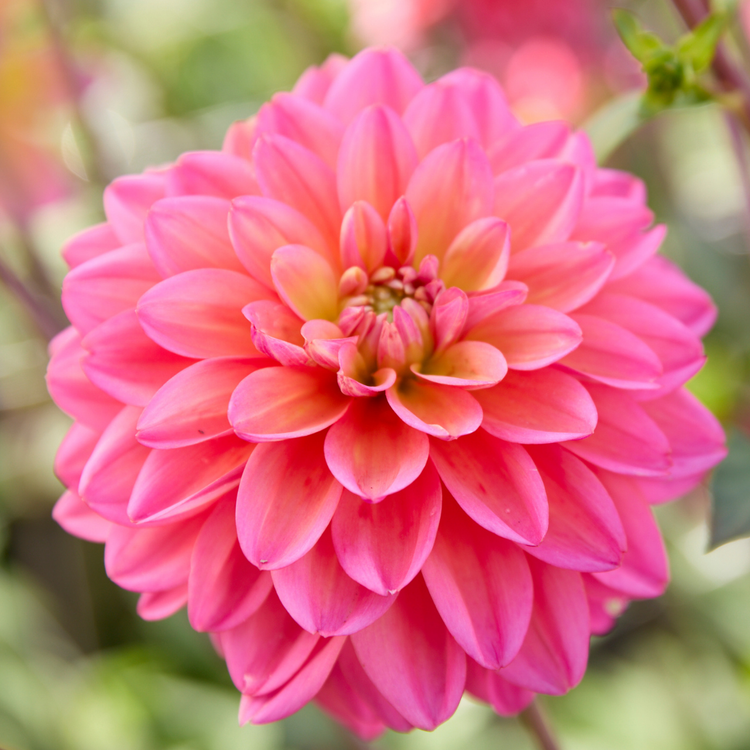Dahlia Decorative Great Silence