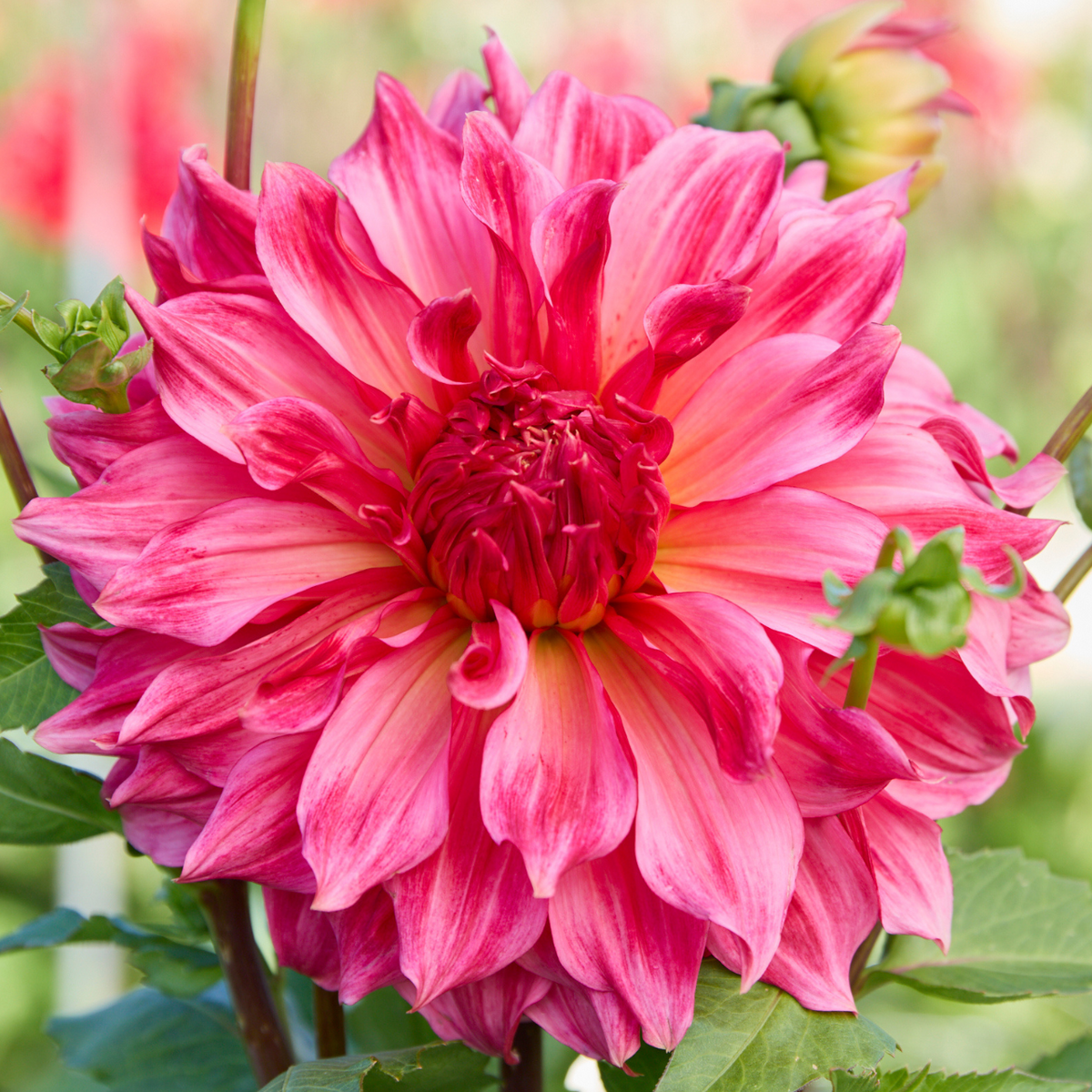 dinnerplate dahlia seeds Dahlia Dinnerplate Islander