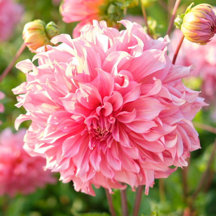 Dahlia Dinnerplate Islander