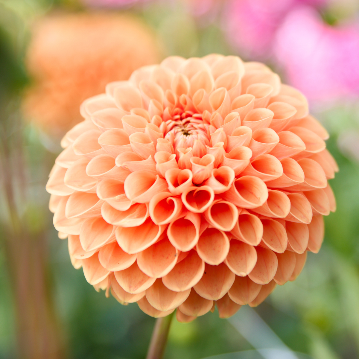 Dahlia Ball Jowey Nicky - 2 tuber clumps - Longfield Gardens