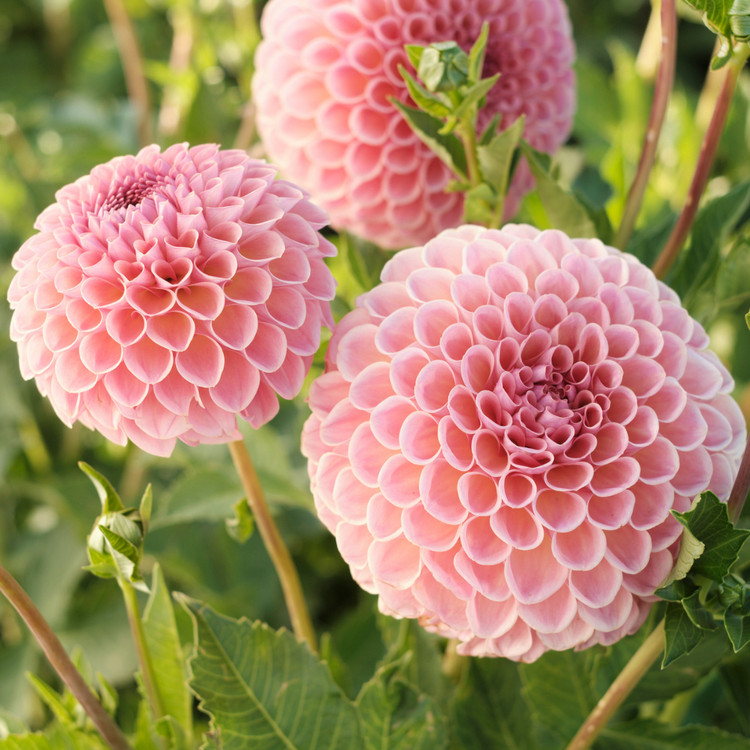 Dahlia Ball Jowey Winnie