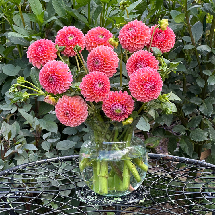 Dahlia Ball Jowey Winnie