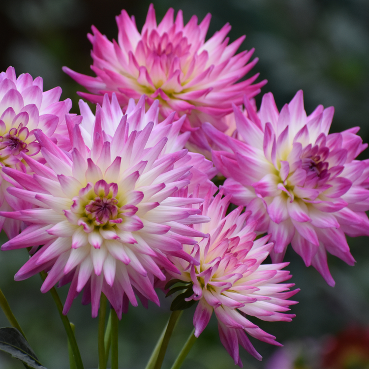 Dahlia Cactus Jura