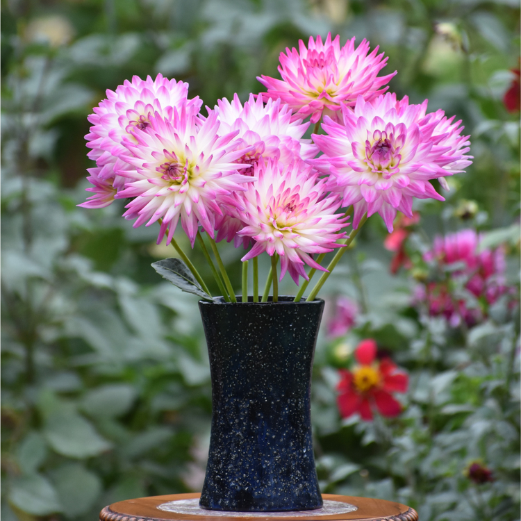 Dahlia Cactus Jura