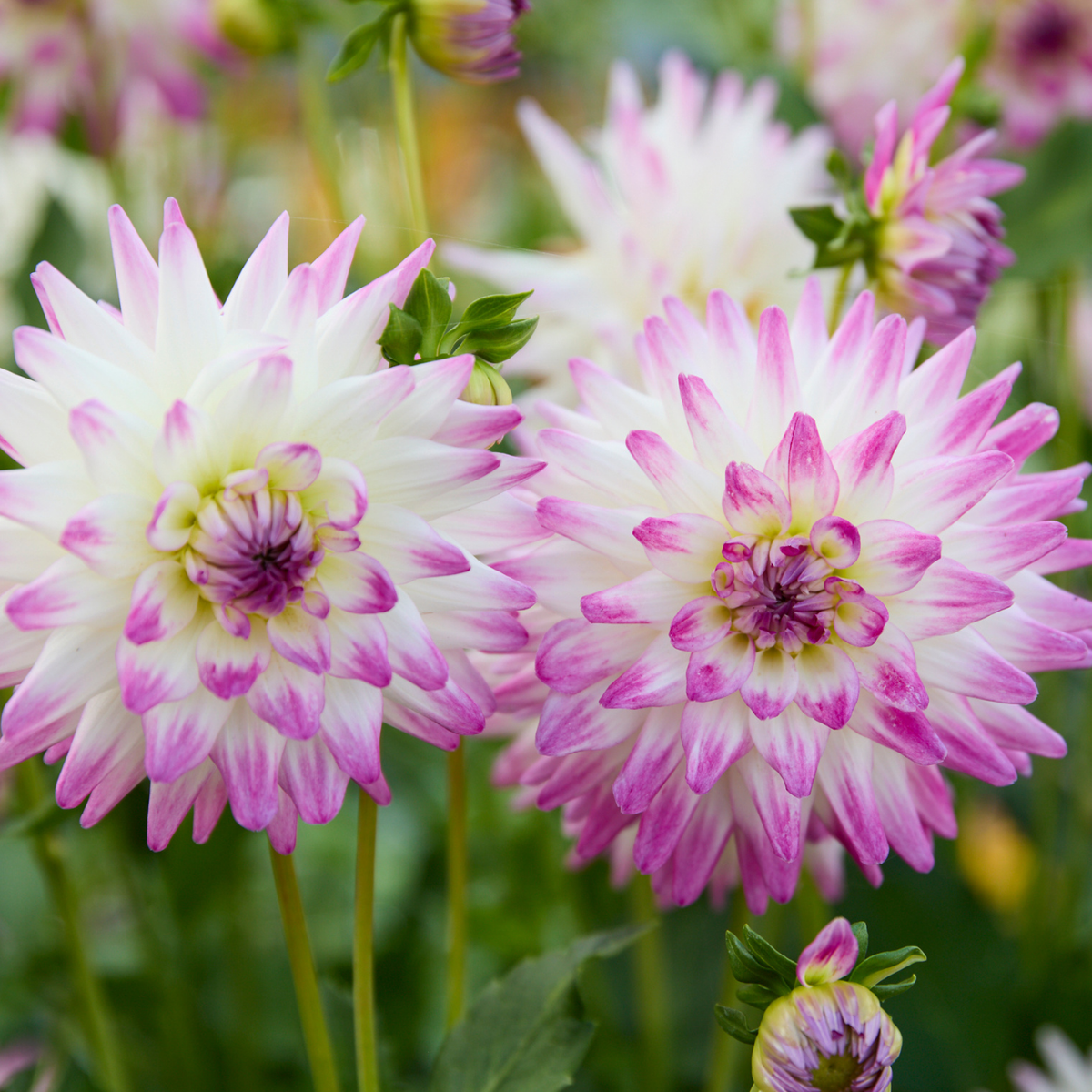 Dahlia Cactus Jura - 2 tuber clumps - Longfield Gardens