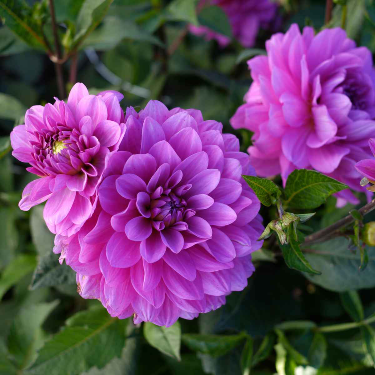 Dahlia Decorative Karma Lagoon - 2 tuber clumps - Longfield Gardens