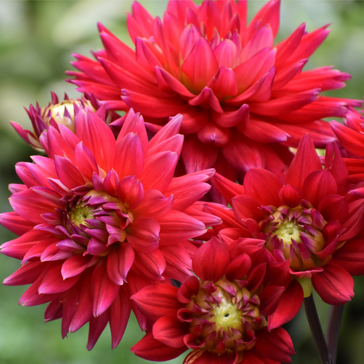 Dahlia Cactus Karma Red Corona