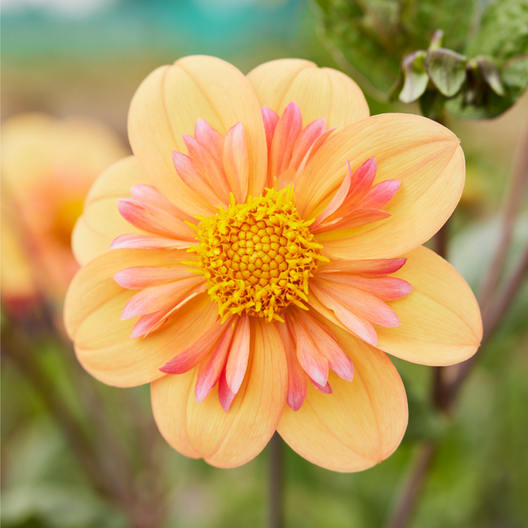 Dahlia Collarette Kelsey Annie Joy