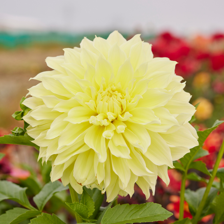 Dahlia Dinnerplate Kelvin Floodlight