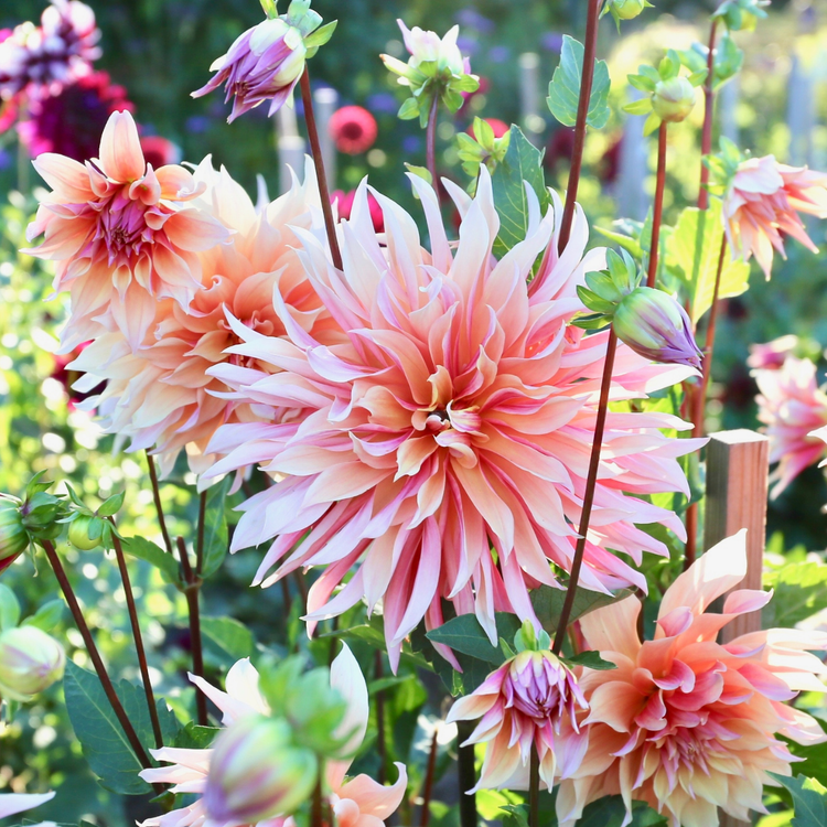 Dahlia Decorative Labyrinth
