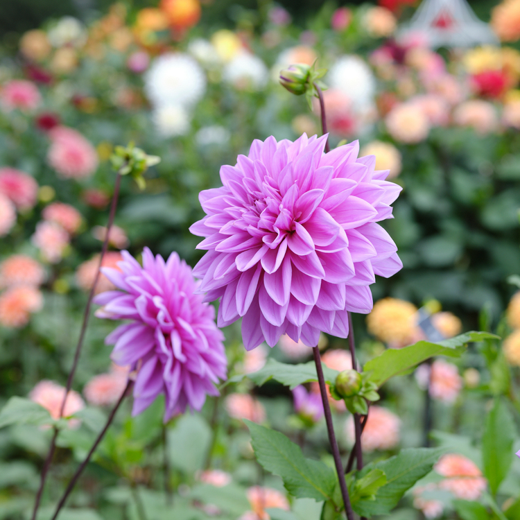 Dahlia Dinnerplate Lilac Time
