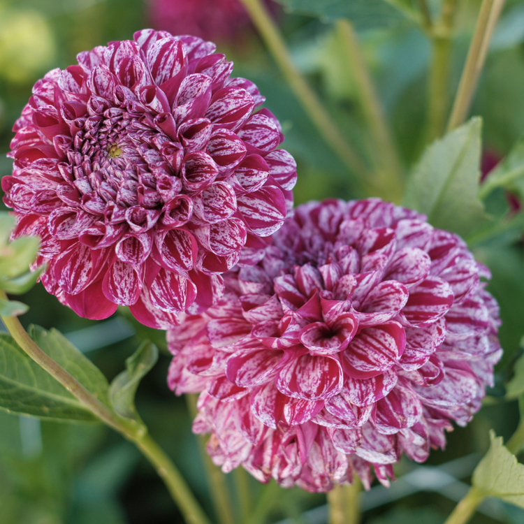 Dahlia Ball Marble Ball
