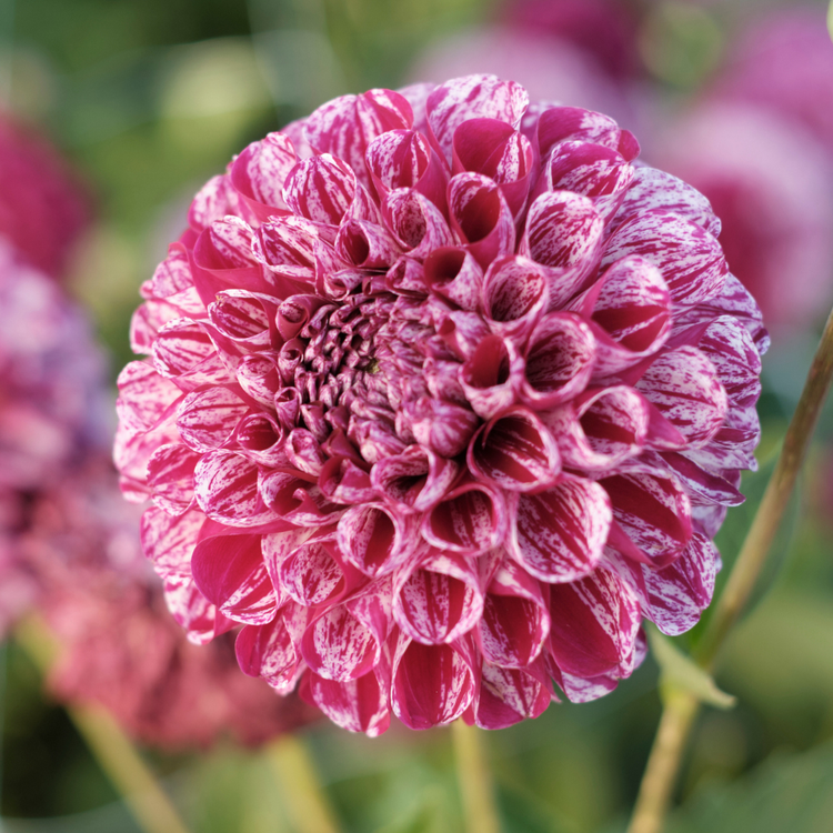 Dahlia Ball Marble Ball