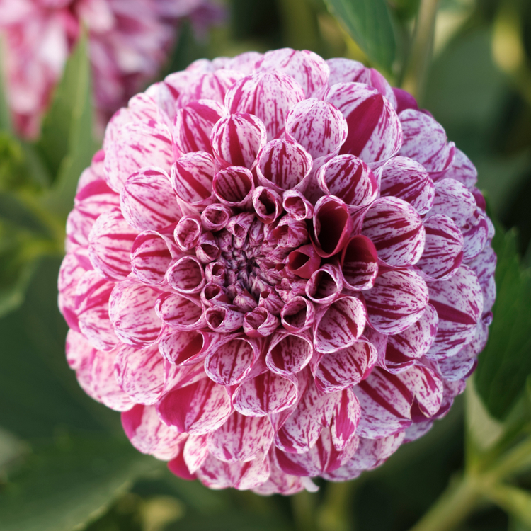Dahlia Ball Marble Ball