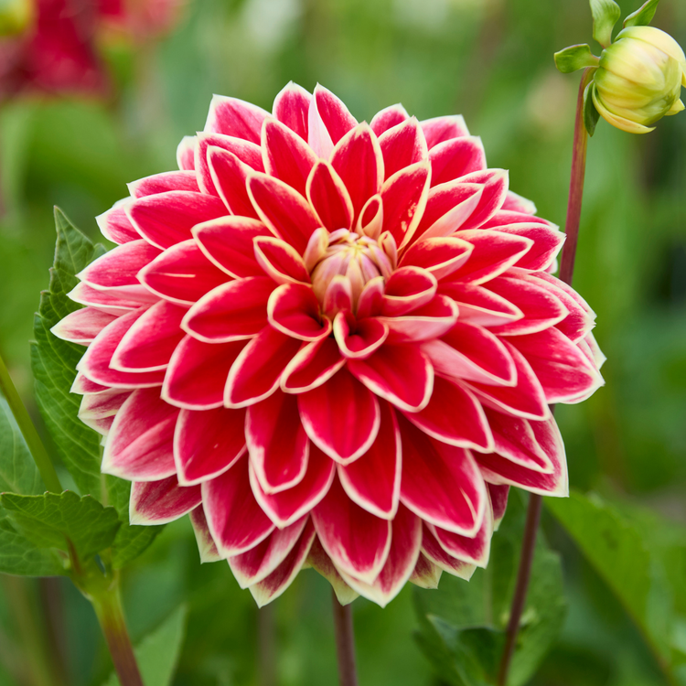 Dahlia Decorative Maxime