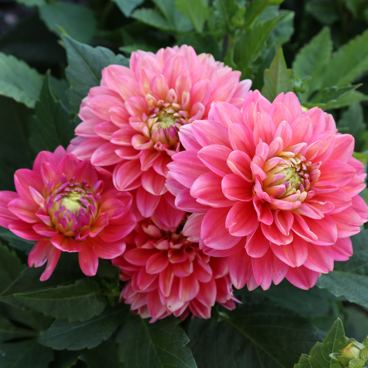 Dahlia Border Decorative Melody Pink Allegro
