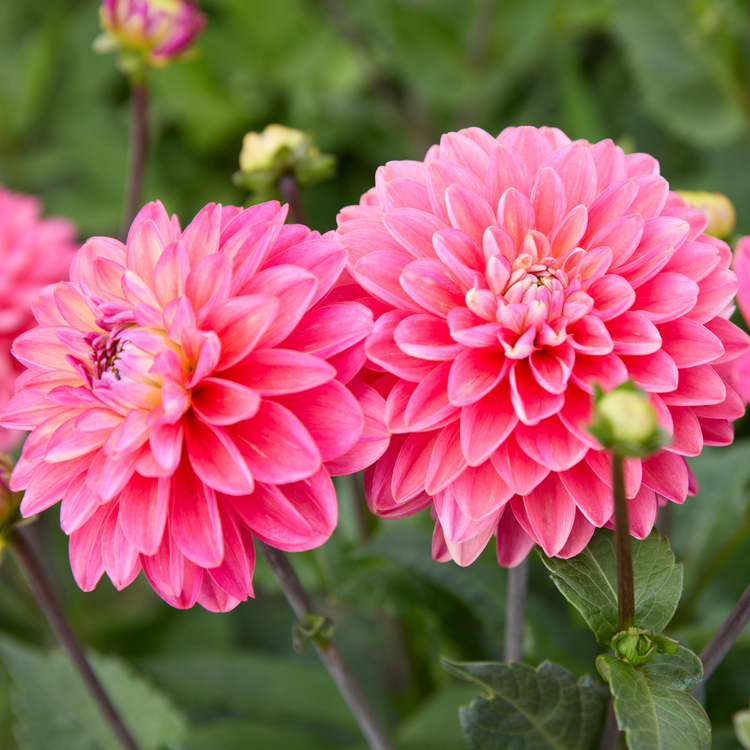 Dahlia Border Decorative Melody Pink Allegro