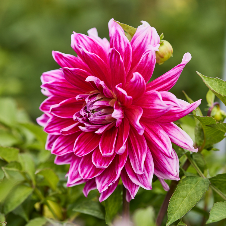 Dahlia Dinnerplate Mero Star