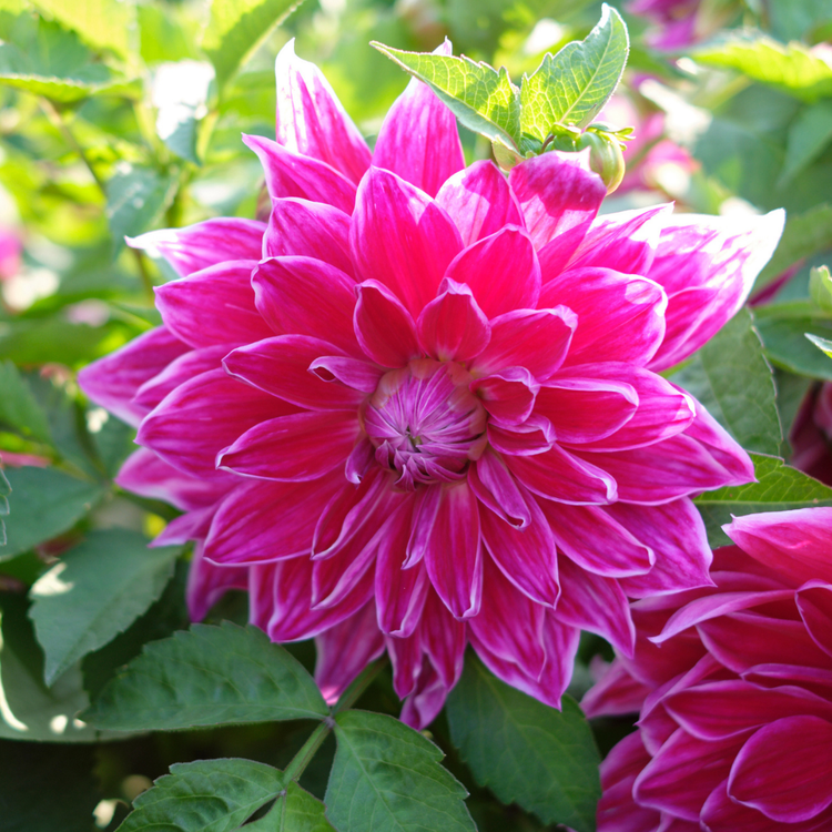 Dahlia Dinnerplate Mero Star