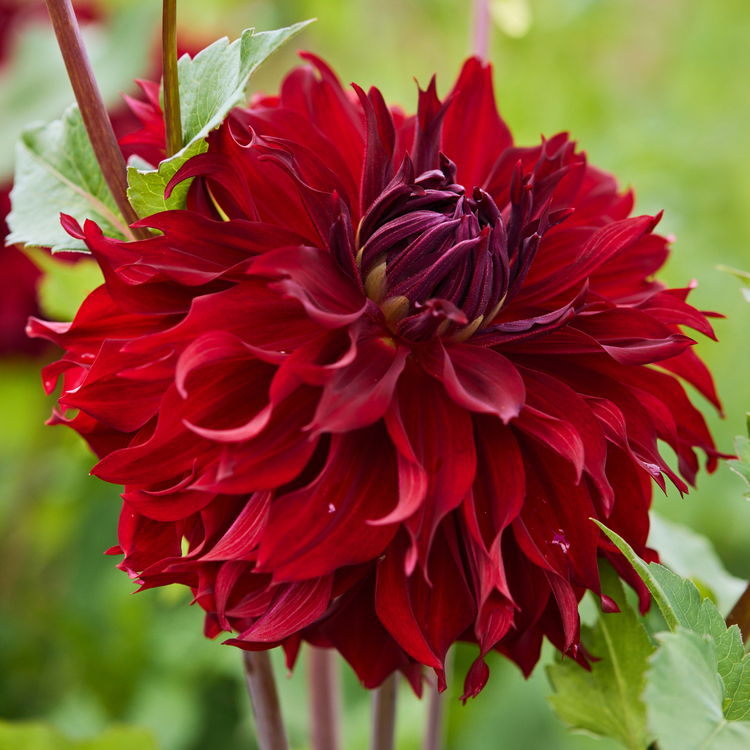 Dahlia Dinnerplate Mingus Alex