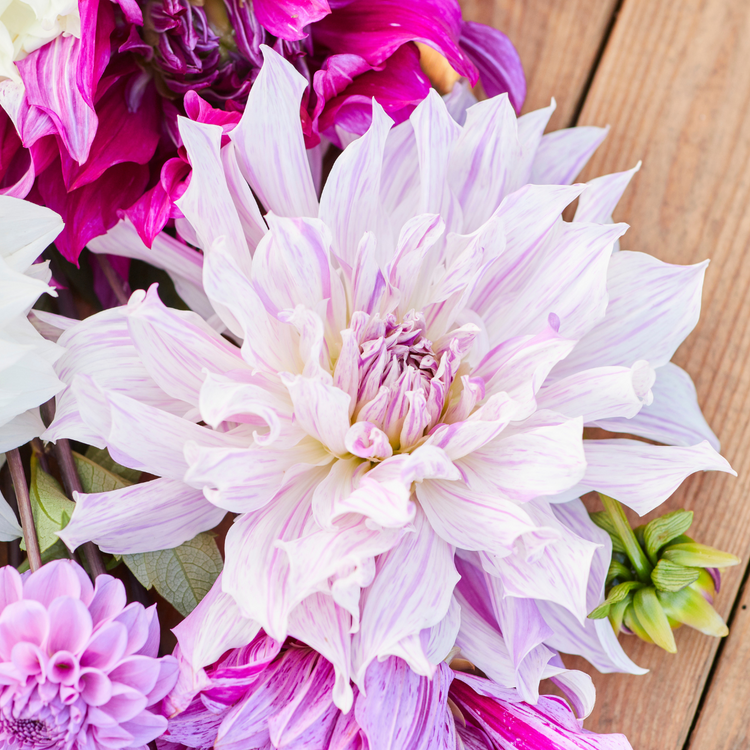 Dahlia Dinnerplate Mom's Special