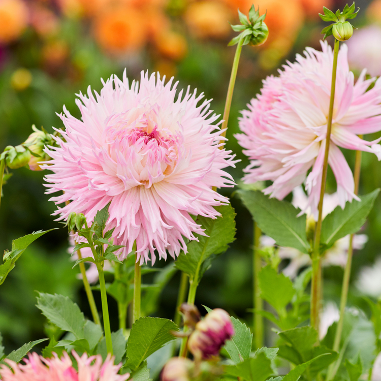 Dahlia Dinnerplate Nadia Ruth