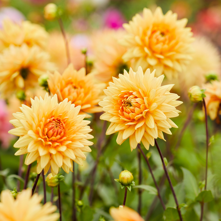 Dahlia Decorative Noordwijks Glorie