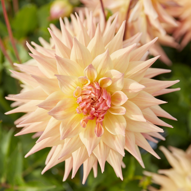 Dahlia Dinnerplate Penhill Autumn Shade