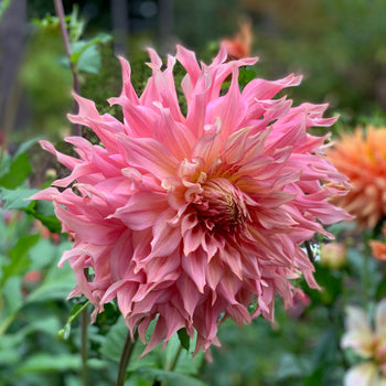 Longfield Gardens