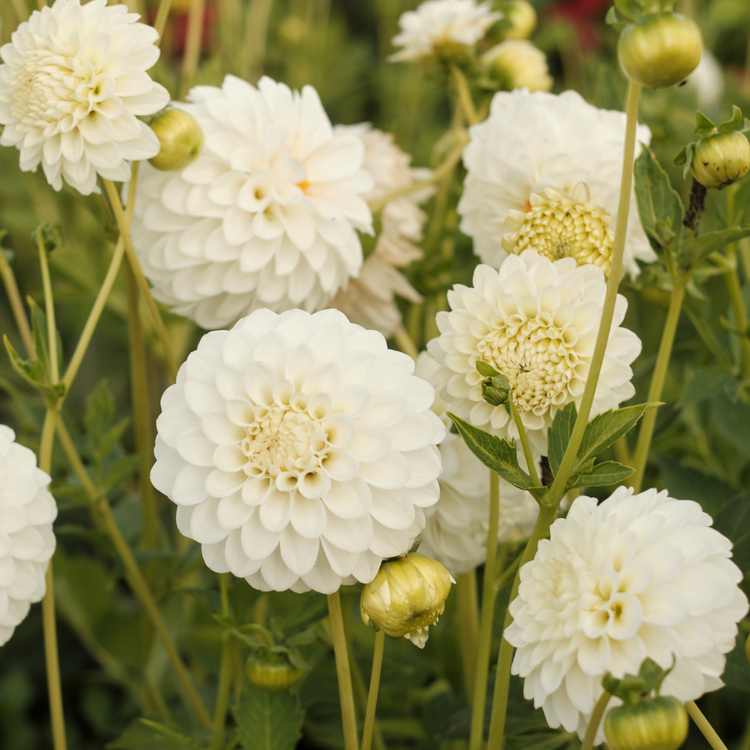 Dahlia Ball Petra's Wedding