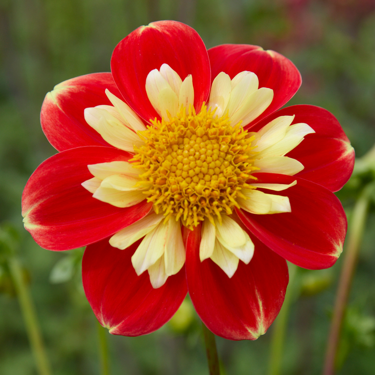 Dahlia Collarette Pooh