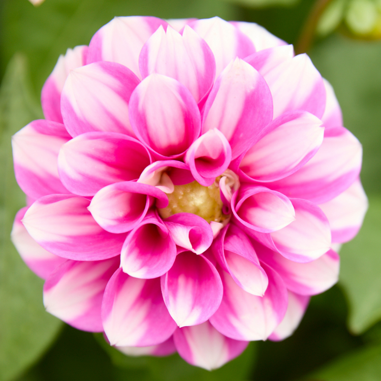 Dahlia Waterlily Priceless Pink
