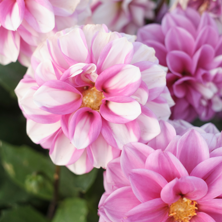 Dahlia Waterlily Priceless Pink